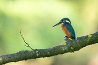 Ijsvogel in mooi licht in Doetinchem Holland. van Robbie Nijman thumbnail