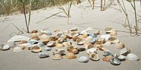 Seashells
