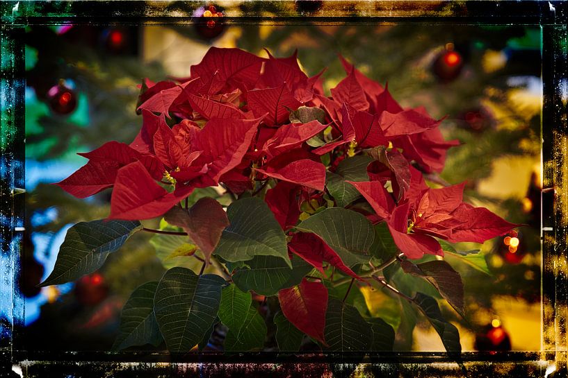 Weihnachtsstimmung mit dem Weihnachtsstern von Henri Lombaerts