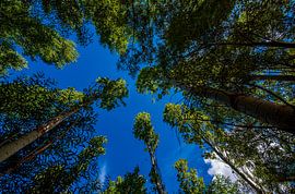Wide-angle trees by Roland's Foto's