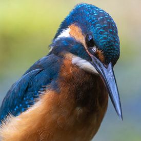 Miranda Veldt photo de profil