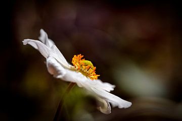 Witte anemoon van Rob Boon