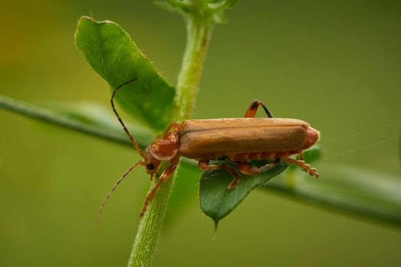 Red soldier ... by Eric Fotografie