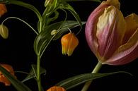 Sandersonia aurantaca and Tulip by Renee Klein thumbnail