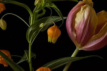 Sandersonia aurantaca et Tulipe sur Renee Klein
