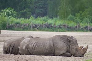 neushoorn von marijke servaes