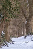 Eiken in de sneeuw
