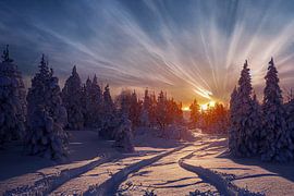 Paysage d'hiver avec coucher de soleil dans la forêt, illustration 03