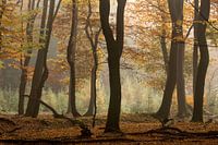 herfstbos