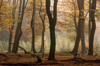herfstbos