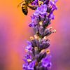 Insect op lavendel van Joke Beers-Blom