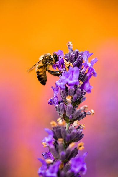 Insect op lavendel by Joke Beers-Blom