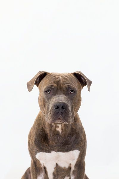 Amstaff Harry by Janine Bekker Photography