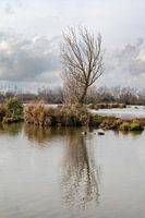 Tree in swamp