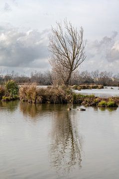 Tree in swamp by Werner Lerooy