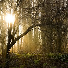 nebel-sonne-bäume von foto's van gijs