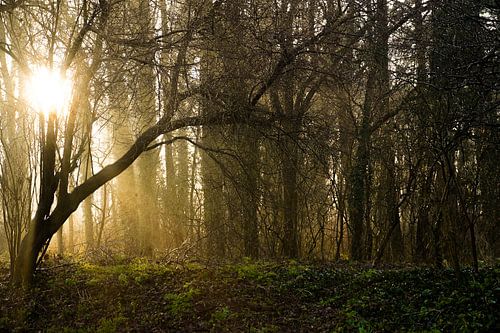nebel-sonne-bäume von foto's van gijs