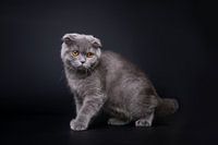 Britische kurzhaarige Katze in einem künstlerischen dunklen Porträt