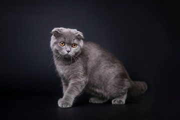 Britse korthaar kat in een artistiek donker portret van Lotte van Alderen