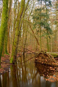 Een beek door een natuurlijk bos van Gerard de Zwaan