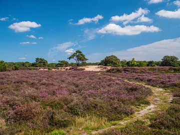 fields by snippephotography