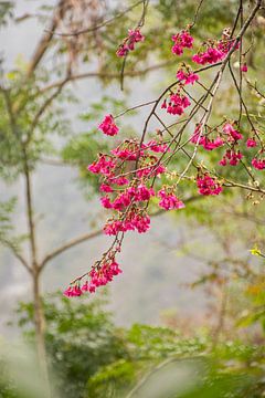 Cherry blossom in Taiwan by Bianca Kramer