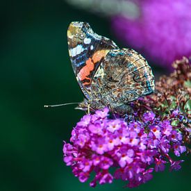 Vlinder op vlinderstruik van Natalie van der Hoeven