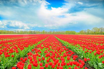 Tulpen in bloei in een veld tijdens de lente