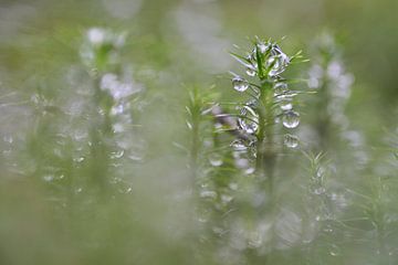 Drops in the moss by Cor de Hamer
