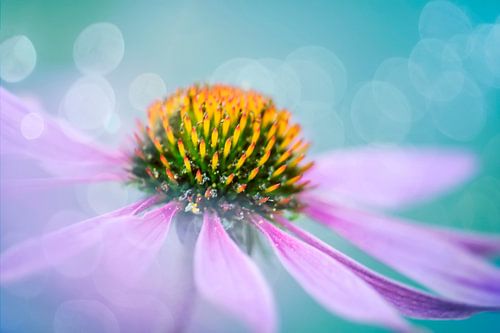 Red Sunflower / Echinacea Purpurea