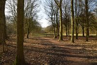 Waldweg