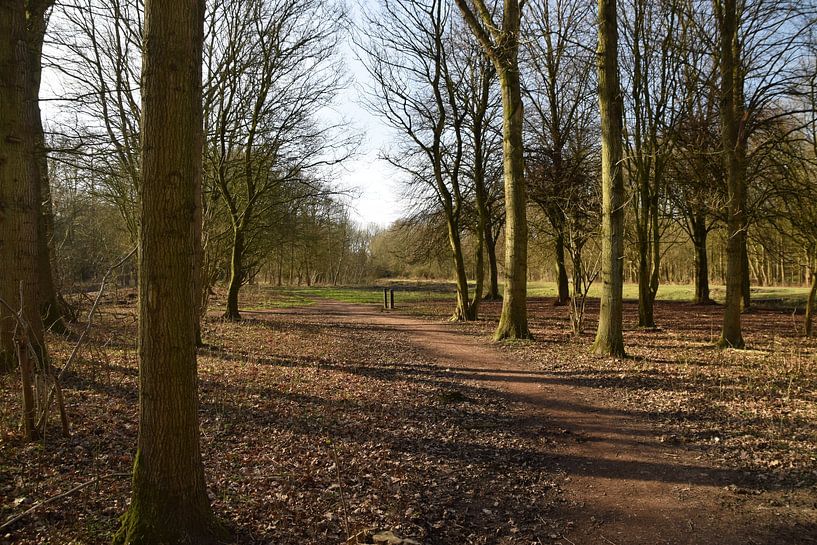 Chemin forestier par Fendo Pater