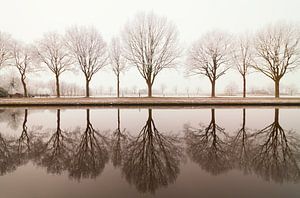 Bomenrij langs het kanaal van Truus Nijland