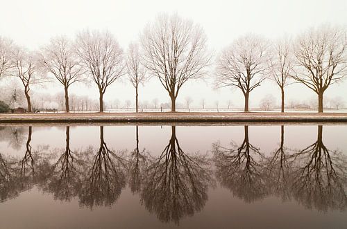 Rangée d'arbres le long du canal