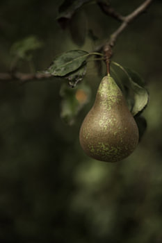 une poire