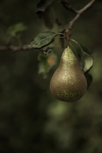 a pear