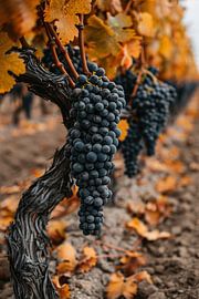 Reife Trauben im herbstlichen Weinberg von Art & Soul Creations