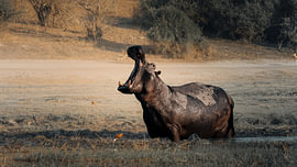 African Buffalo in Golden Light by RicksWildFrames