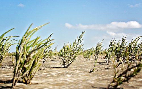 Strandgevoel von Anneke Verweij
