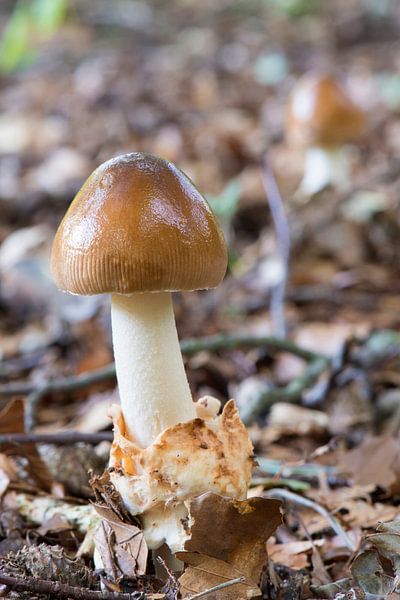 Paddestoel Amanita fulva von Tonko Oosterink
