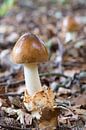 Mushroom Amanita fulva by Tonko Oosterink thumbnail