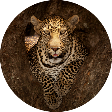 Leopard rusten op een boom in Masai Mara, Ozkan Ozmen van 1x