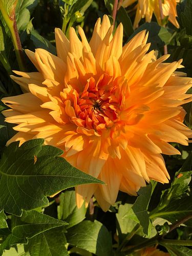 Dahlia oranje