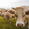 Neugierige Kühe auf der Wiese bei Sonnenuntergang von Blond Beeld