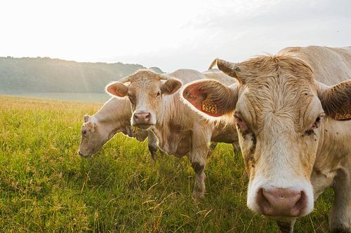 Vaches curieuses dans le pré au coucher du soleil sur Blond Beeld