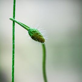 Poppy "hold me" by Evelien