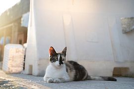 Chat de rue sur Michelle van Merrienboer