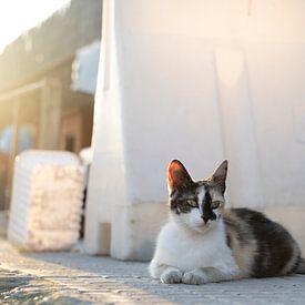 Street cat van Michelle van Merrienboer