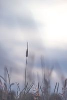 Grass against the setting sun