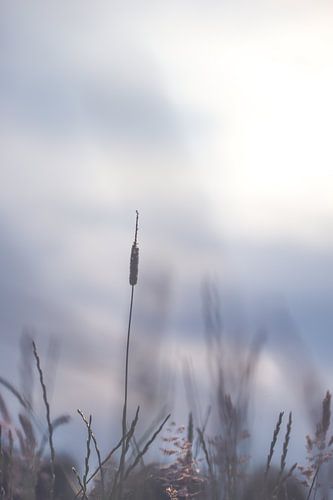 Gras gegen die untergehende Sonne
